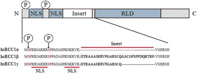 The Multifaceted Roles of RCC1 in Tumorigenesis